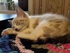 Сиамский котенок ищет дом объявление продам