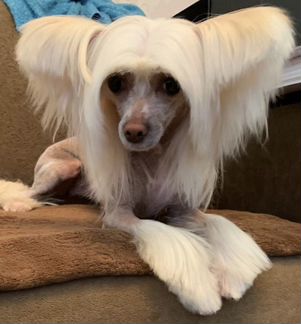 Грумер - новичок :)