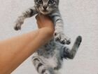 Кошечка в добрые руки