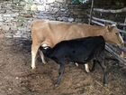 Коровы с телятами