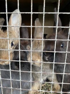 Кролики фландеры - фотография № 5