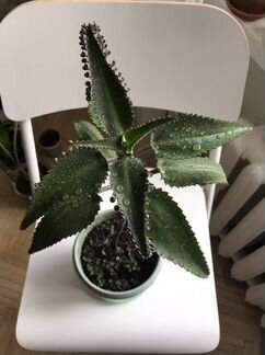 Каланхоэ /Бриофиллум Дегремона (Мадагаскар)