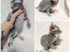 Котёнок сфинкс велюровый объявление продам