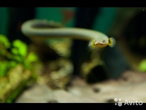 Рыба Змея Фото